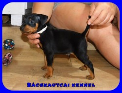 Bcskautcai My Little Bastard