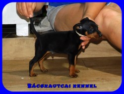 Bcskautcai My Little Bastard