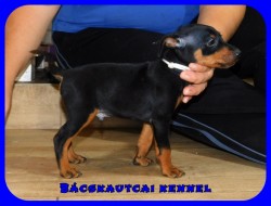 Bcskautcai My Little Bastard