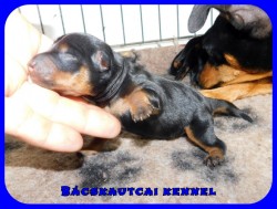 trpe pinscher M-alom