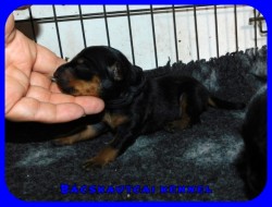 trpe pinscher M-alom