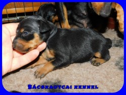 trpe pinscher M-alom
