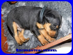 trpe pinscher M-alom