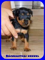 trpe pinscher M-alom
