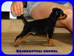 Bcskautcai Marco