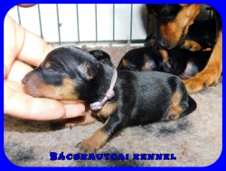 trpe pinscher M-alom