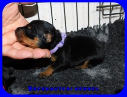 trpe pinscher M-alom