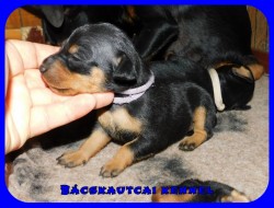 trpe pinscher M-alom