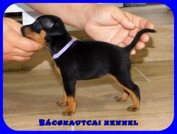 Bcskautcai Mia