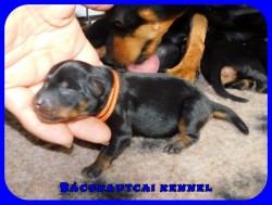 trpe pinscher M-alom