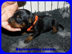 trpe pinscher M-alom