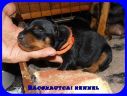 trpe pinscher M-alom