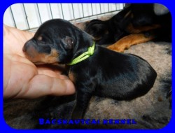 trpe pinscher M-alom