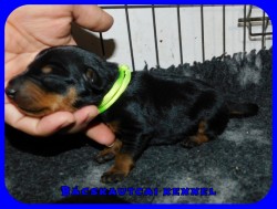 trpe pinscher M-alom