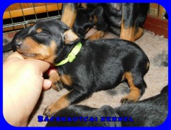 trpe pinscher M-alom
