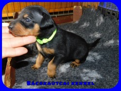 trpe pinscher M-alom
