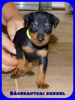 trpe pinscher M-alom
