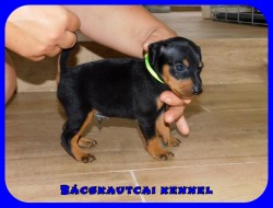 trpe pinscher M-alom