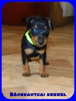 Bcskautcai Mylo