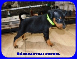Bcskautcai Mylo