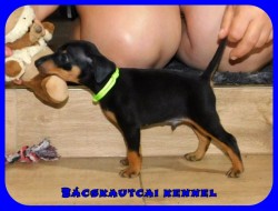 Bcskautcai Mylo