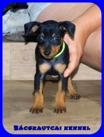 Bcskautcai Mylo