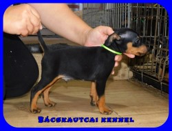 Bcskautcai Mylo