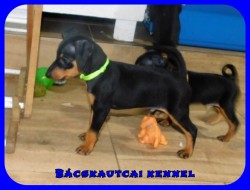 Bcskautcai Mylo