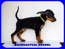 Bcskautcai Mylo