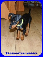 Bcskautcai Mylo
