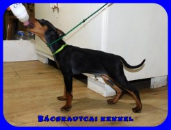 Bcskautcai Mylo