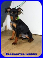 Bcskautcai Mylo