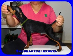 Bcskautcai Mylo