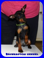 Bcskautcai Mylo