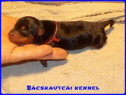 Bcskautcai Ned