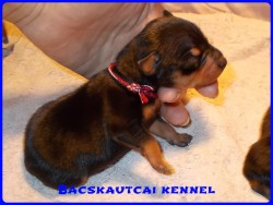 Bcskautcai Ned