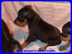Bcskautcai Ned
