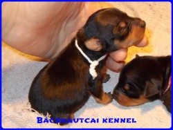 Bcskautcai Nelli