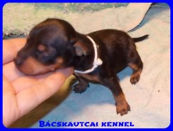 Bcskautcai Nelli