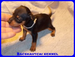 Bcskautcai Nelli