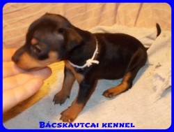 Bcskautcai Nelli
