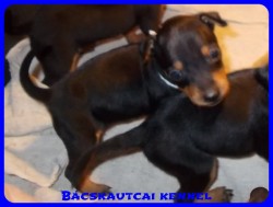 Bcskautcai Nelli
