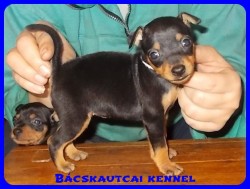 Bcskautcai Nelli