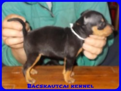 Bcskautcai Nelli