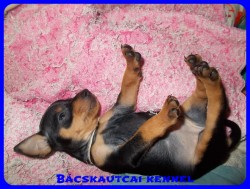 Bcskautcai Nelli