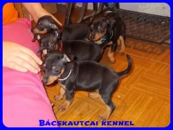 Bcskautcai Nelli
