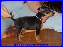 Bcskautcai Nelli