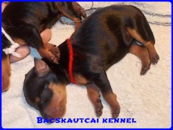 Bcskautcai Nina