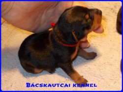 Bcskautcai Nina
