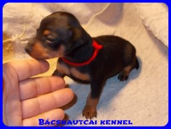 Bcskautcai Nina